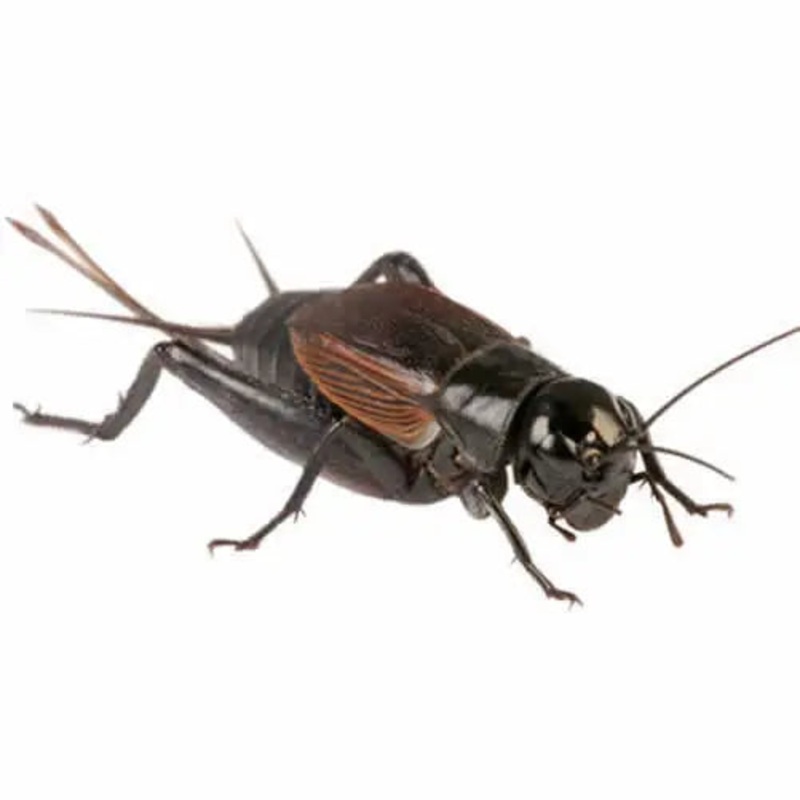 XL Black Crickets 20-30mm 25 Pack