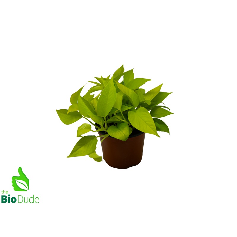 6″ Pot Neon Pothos