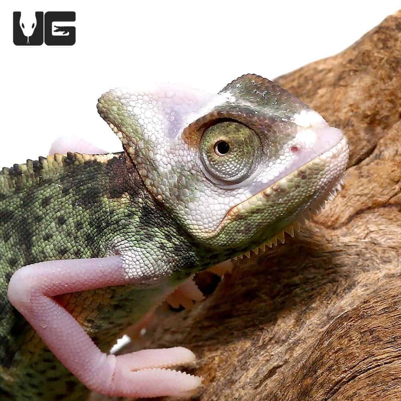 6 To 8 Inch High White Translucent Veiled Chameleons For Sale