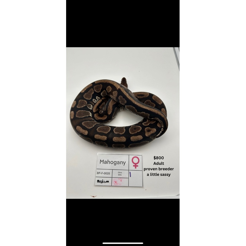 Adult Female Proven Breeder Mahogany BP-F-0025