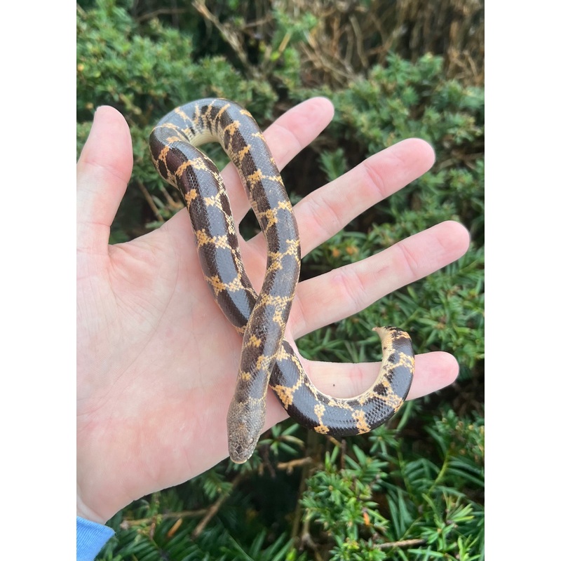 Adult Saharan Sand Boa (Female 2)
