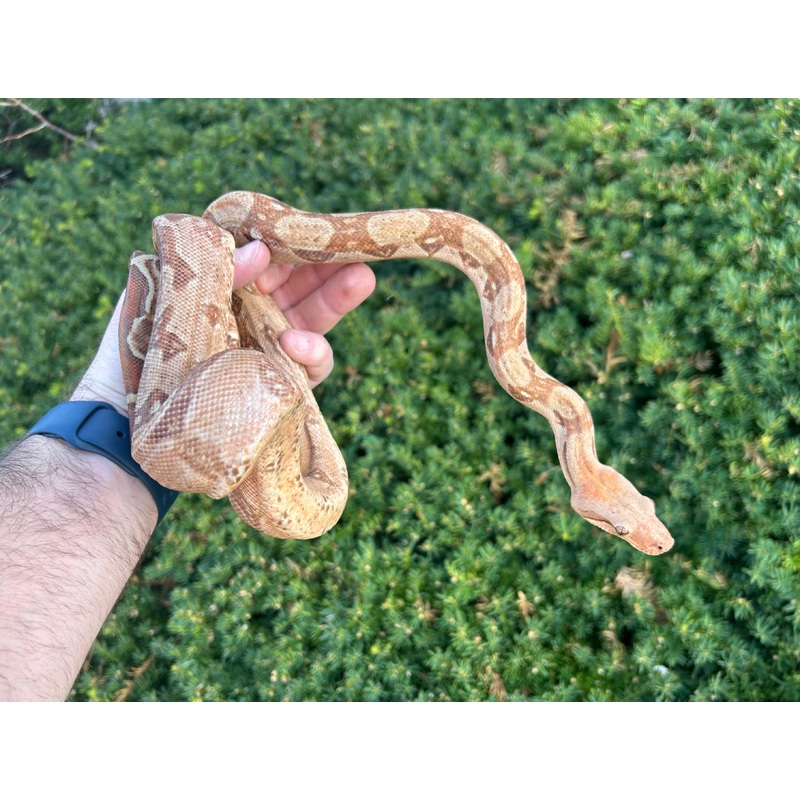 Adult T+ Albino Central American Boa (Male)