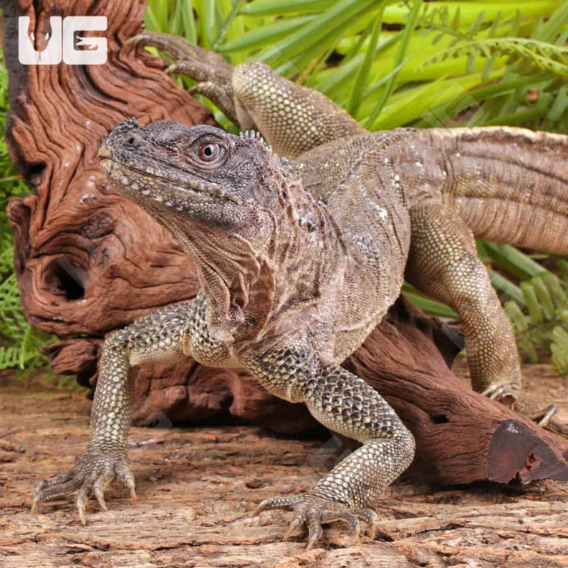 Adult Weber’s Sailfin Dragons For Sale