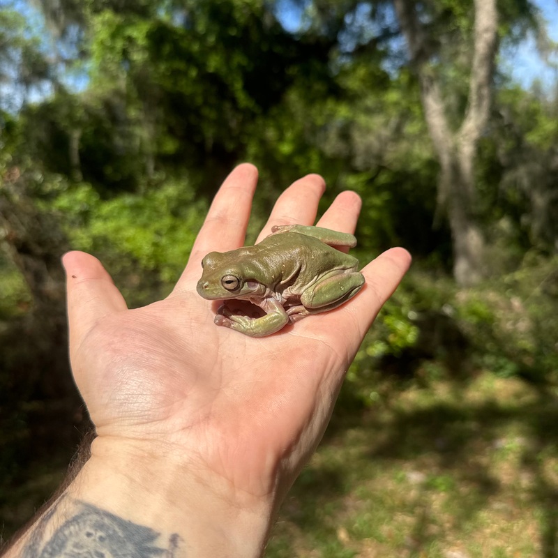 Adult Whites Tree Frog