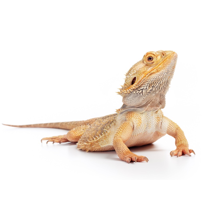 Bearded Dragon Sexing