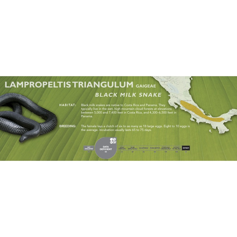 Black Milk Snake (Lampropeltis triangulum gaigeae) Classic Vivarium Label