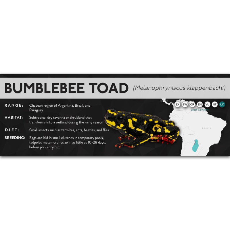 Bumblebee Toad (Melanophryniscus klappenbachi) – X Label Laminated Paper