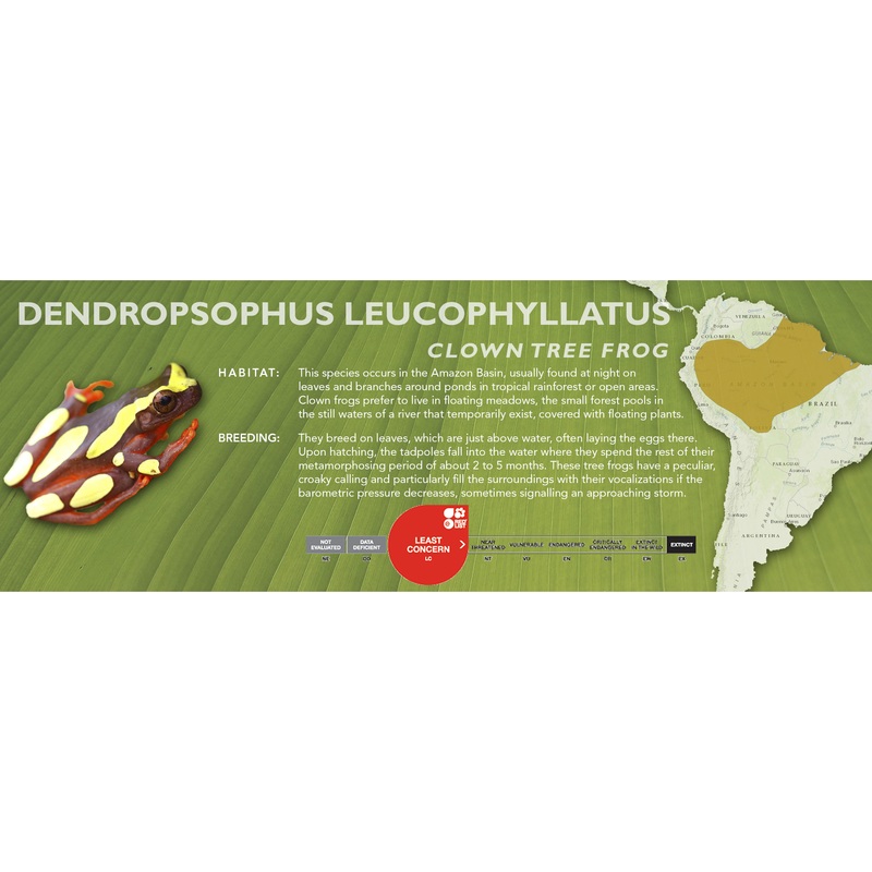 Clown Tree Frog (Dendropsophus leucophyllatus) – Classic Vivarium Label