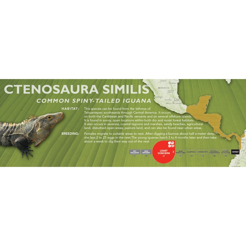Common Spiny-Tailed Iguana (Ctenosaura similis) Classic Vivarium Label