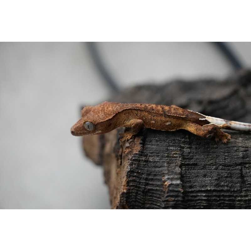 Crested gecko 25-4-1