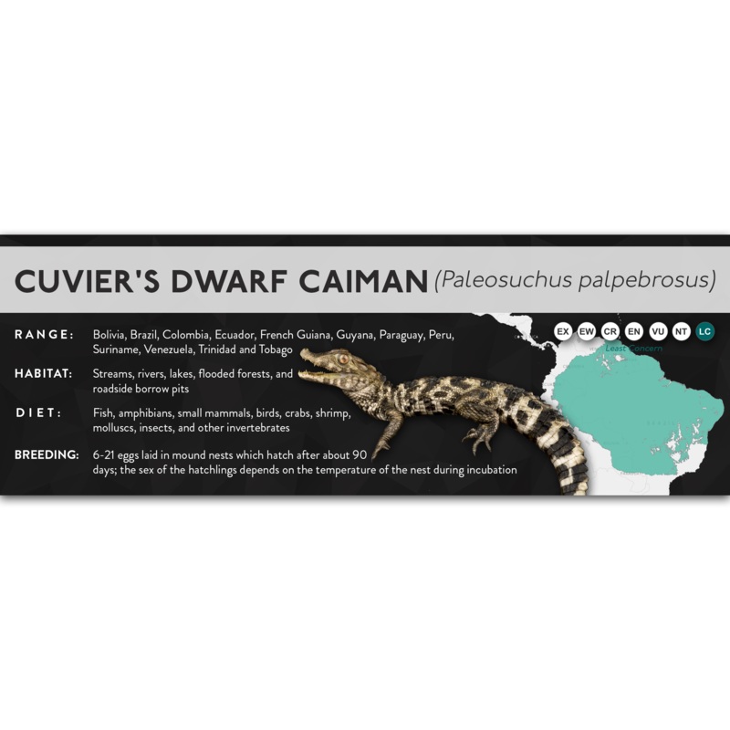 Cuvier’s Dwarf Caiman (Paleosuchus palpebrosus) – X Label Laminated Paper