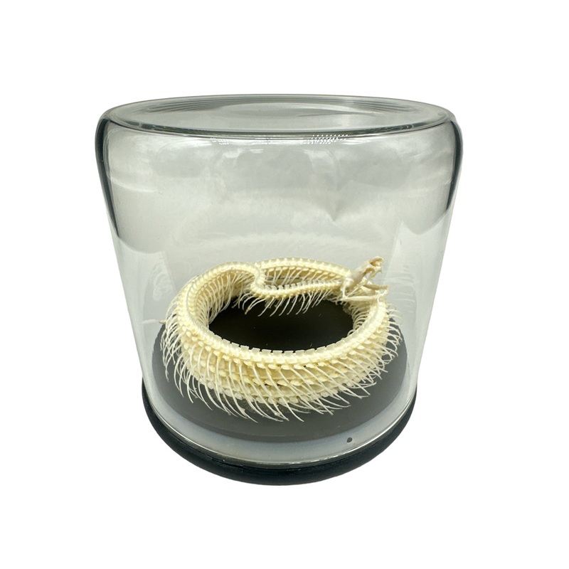 Malayan Krait – Skeleton Coiled (Bungarus candidus) – Glass Dome – Large