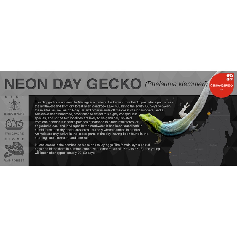 Neon Day Gecko (Phelsuma klemmeri) – Black Series Vivarium Label Black