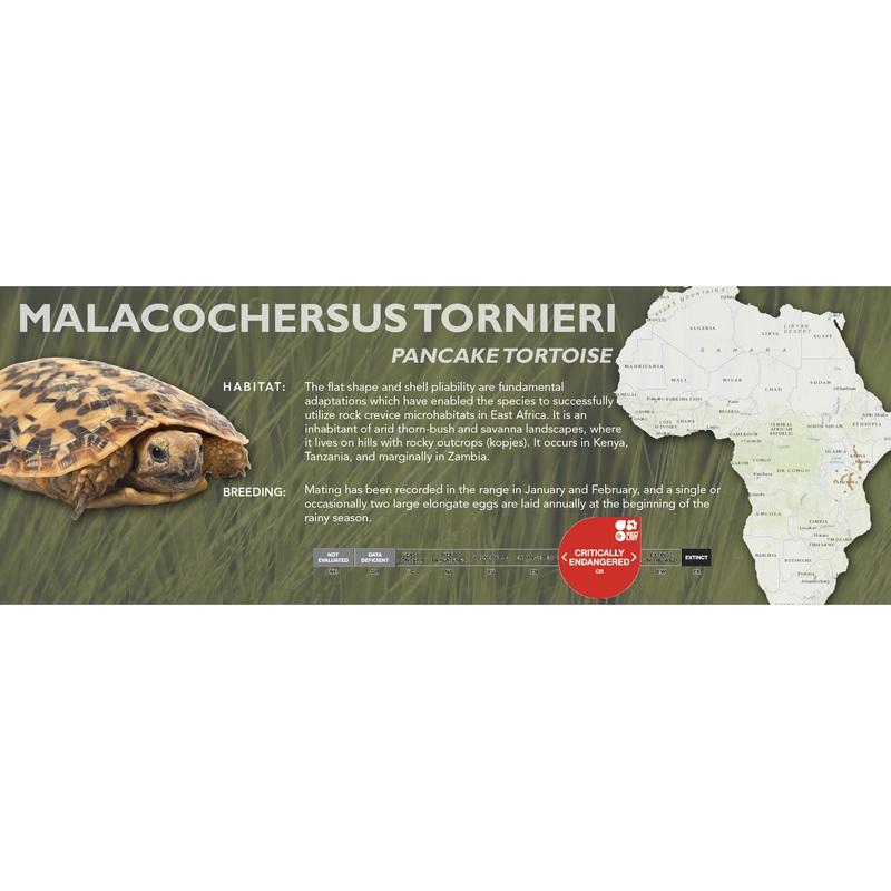 Pancake Tortoise (Malacochersus tornieri) – Classic Vivarium Label