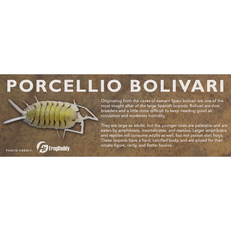 Porcellio bolivari – Isopod Label Standard Size 7″ x 2.5″