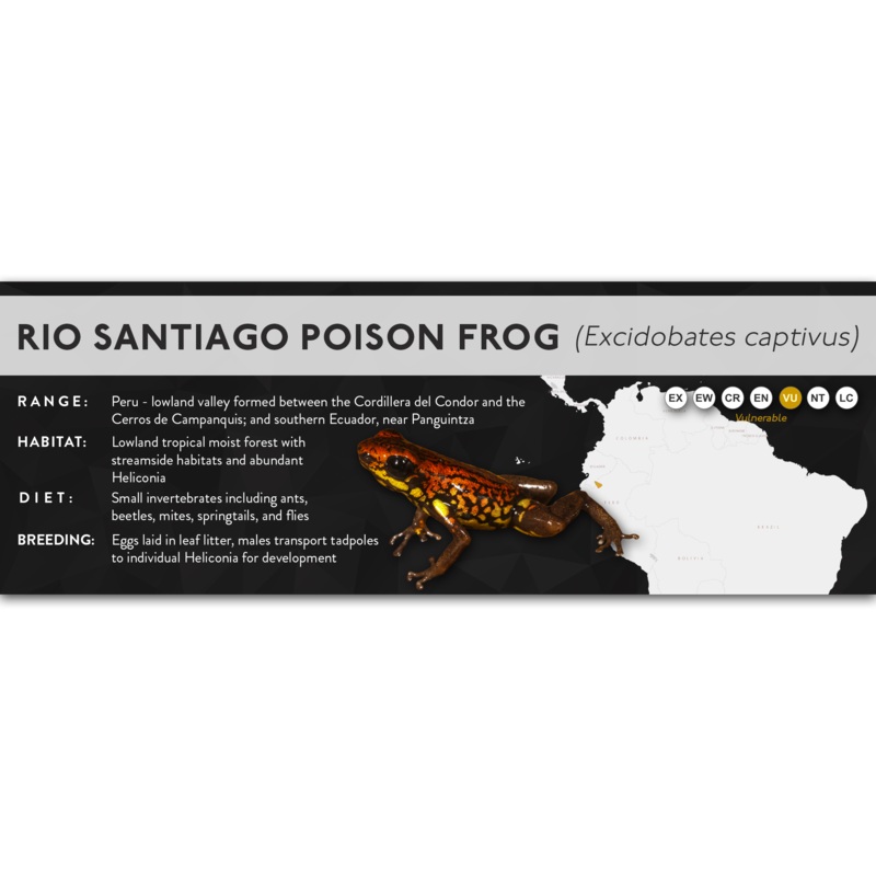 Rio Santiago Poison Frog (Excidobates captivus) – X Label Laminated Paper