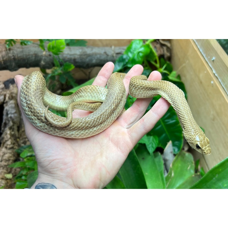 Adult Madagascar Blonde Hognose Snake (Male)
