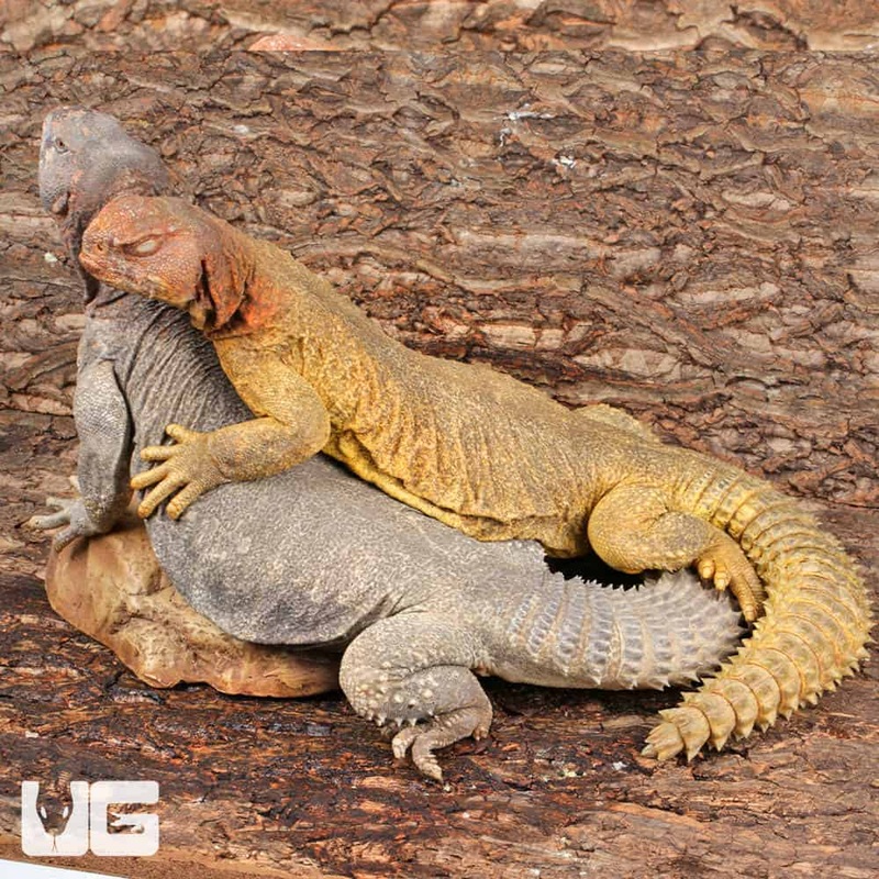 Adult Microlepis Uromastyx for sale