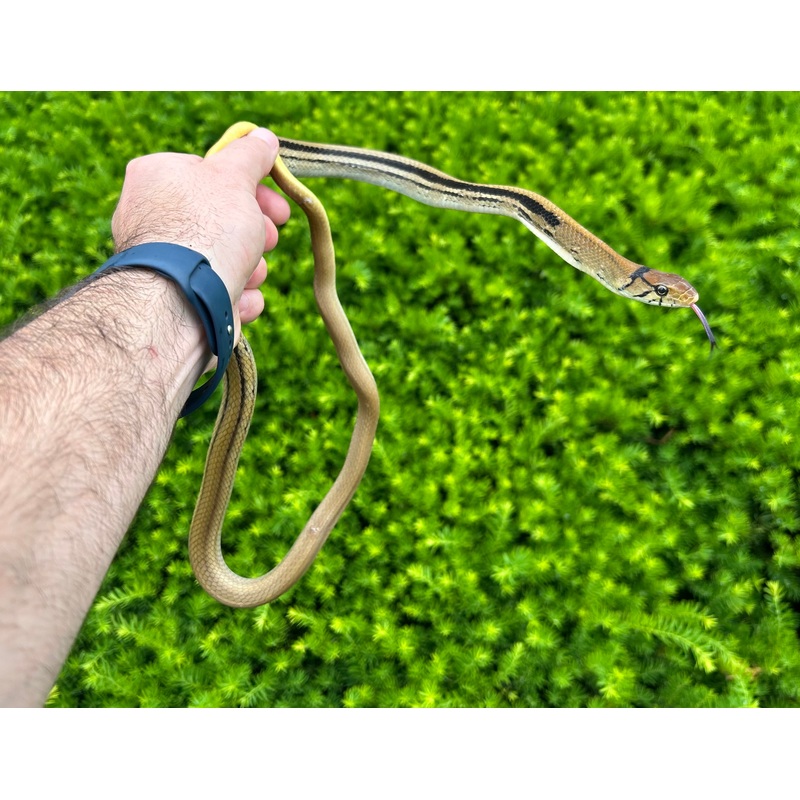 Adult Radiated Ratsnake (Male 1)