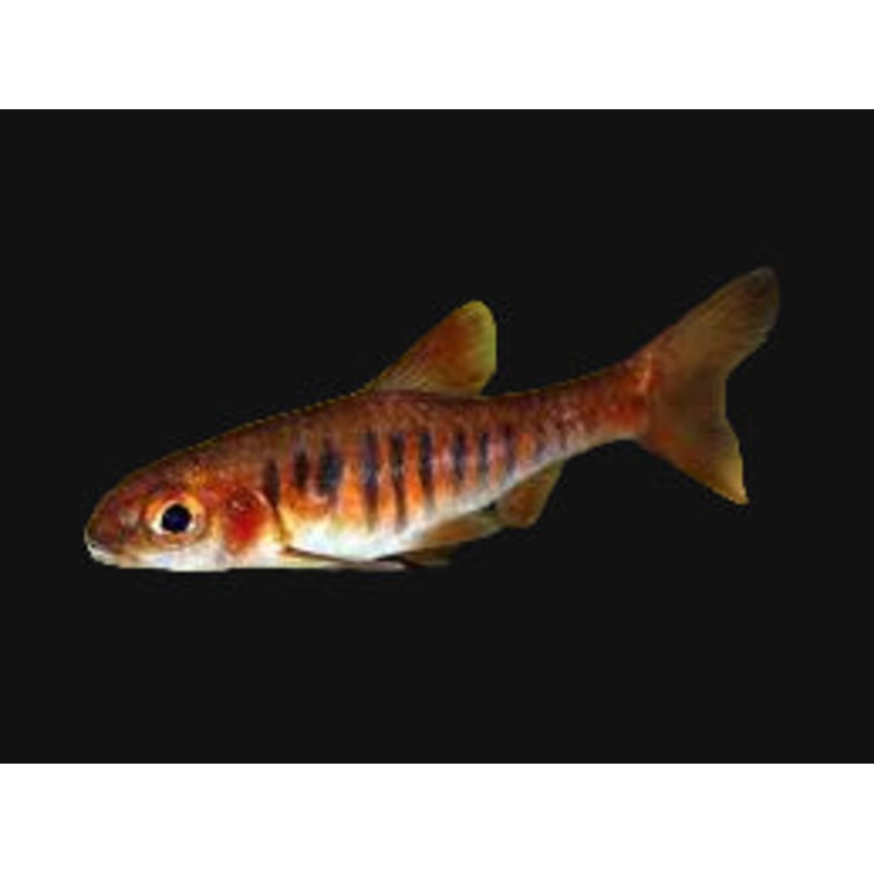 African Banded Barb