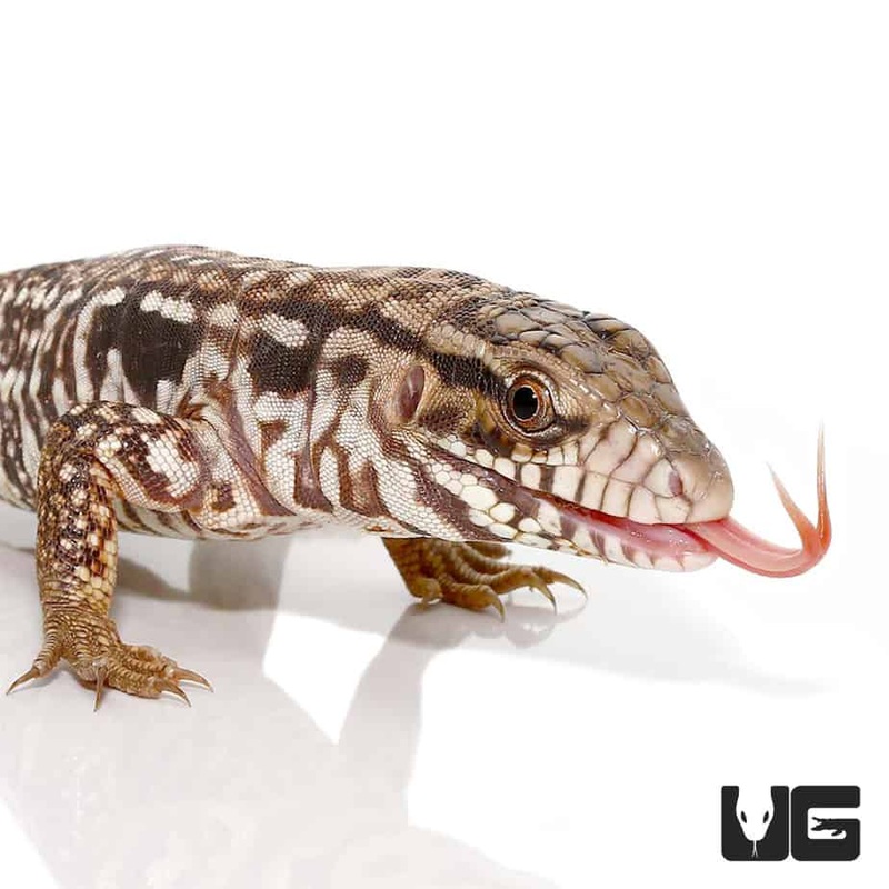 Baby Black Flame Tegu For Sale