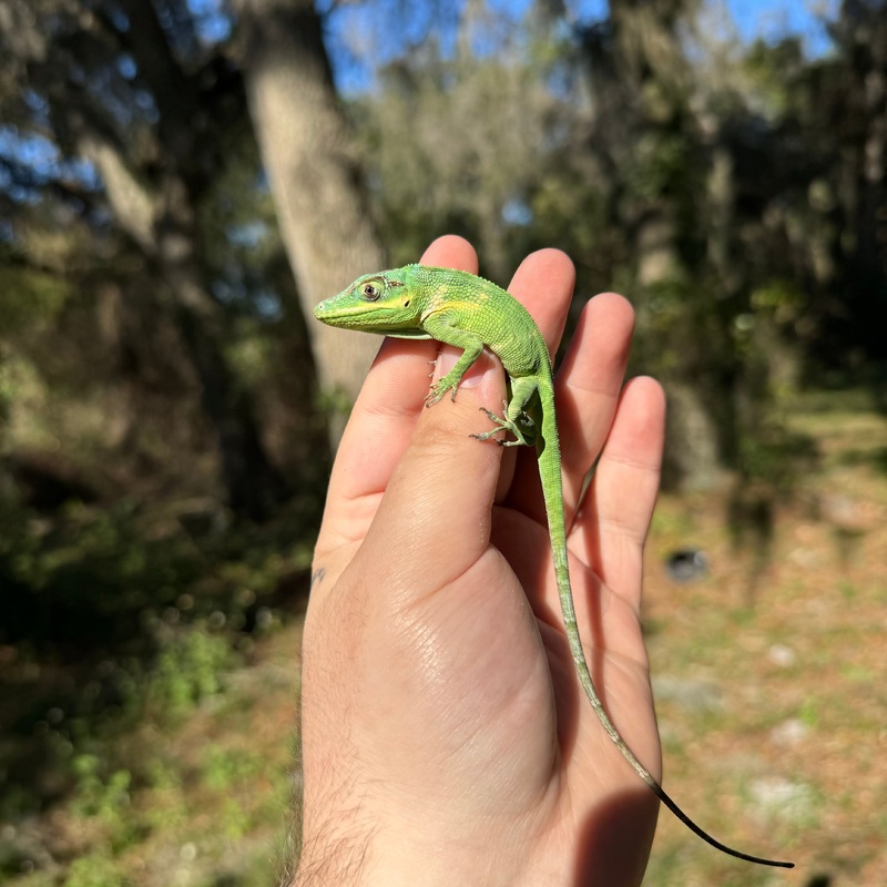 Baby Giant Blue Beauty Anole Male
