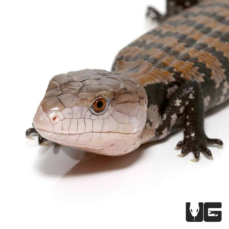 Baby Halmahera Blue Tongue Skinks For Sale