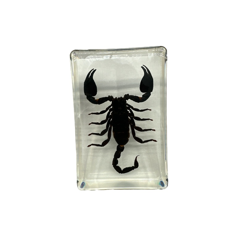 Black Scorpion – Specimen In Resin 38 x 38 x 14 mm