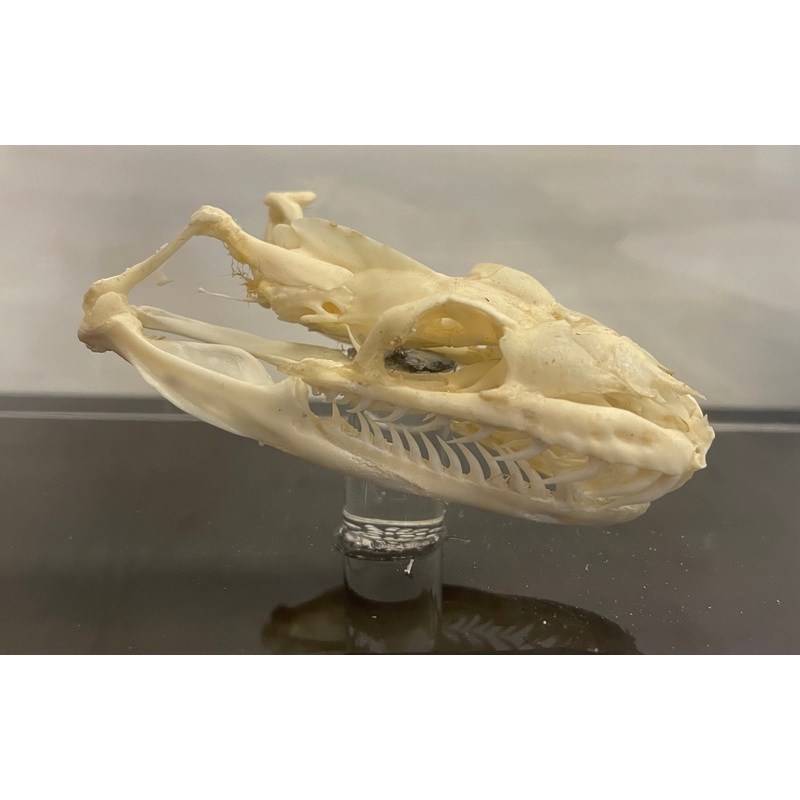 Boa Constrictor Imperator Skull