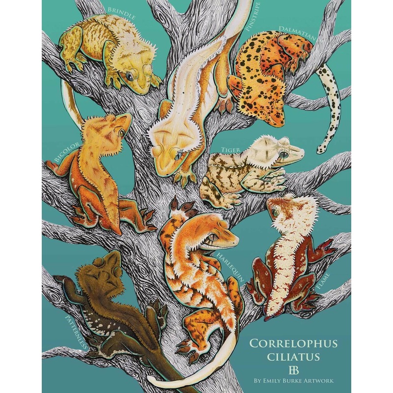 Crested Geckos Print – Emily Burke