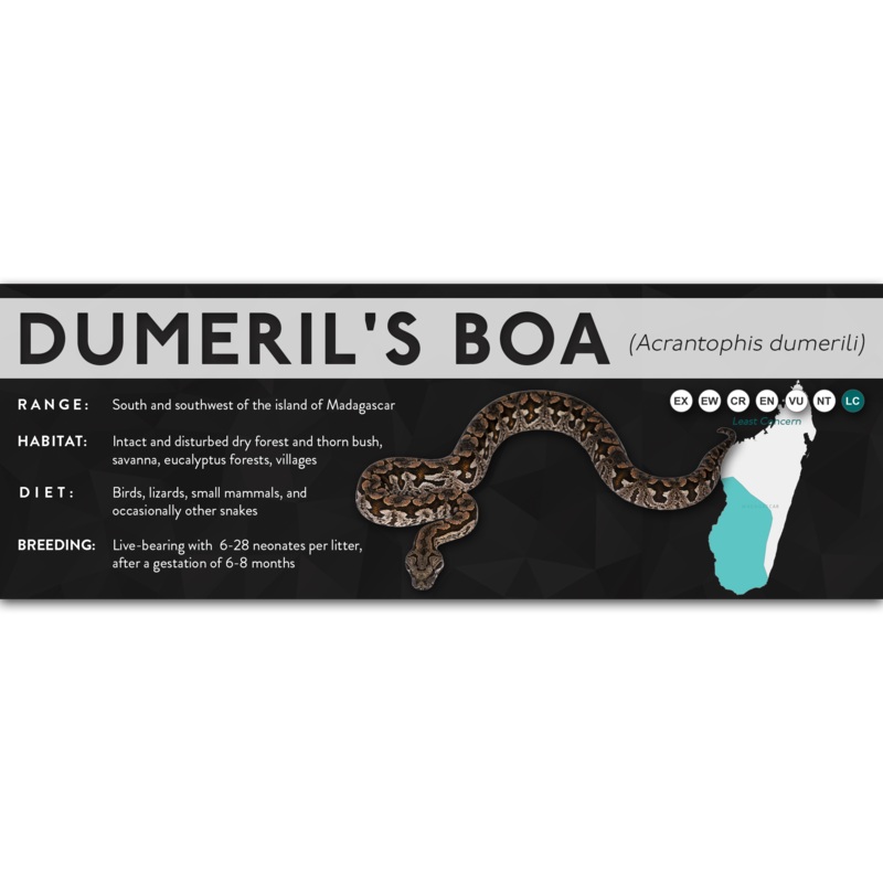 Dumeril’s Boa (Acrantophis dumerili) – X Label Laminated Paper