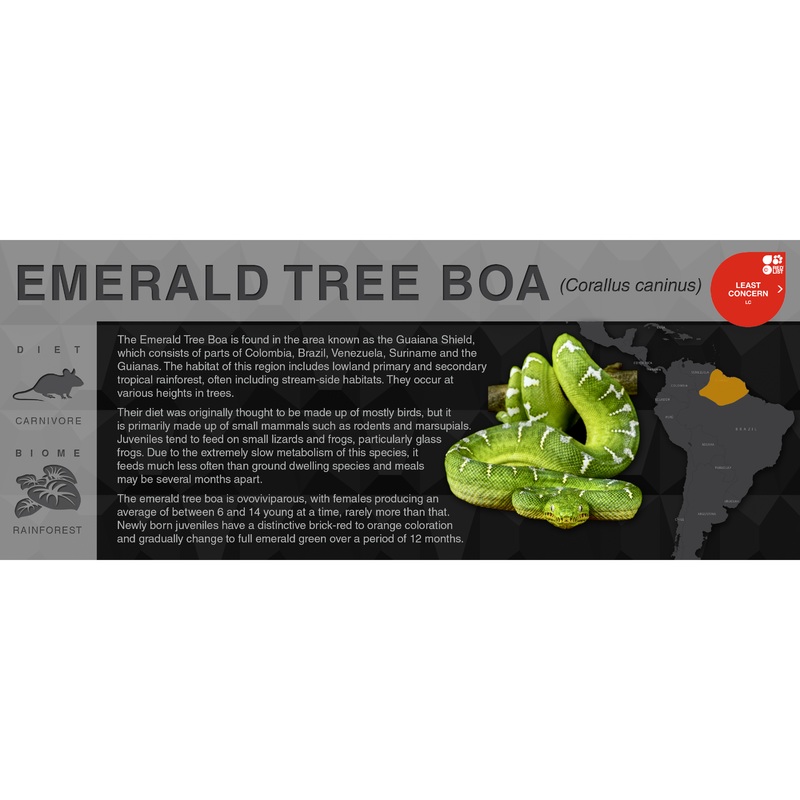 Emerald Tree Boa (Corallus caninus) – Black Series Vivarium Label Black