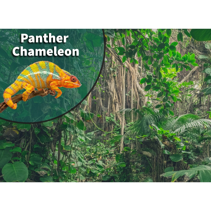 Panther Chameleon (Furcifer pardalis) Bioactive Vivarium Kit 16 x 16 x 20