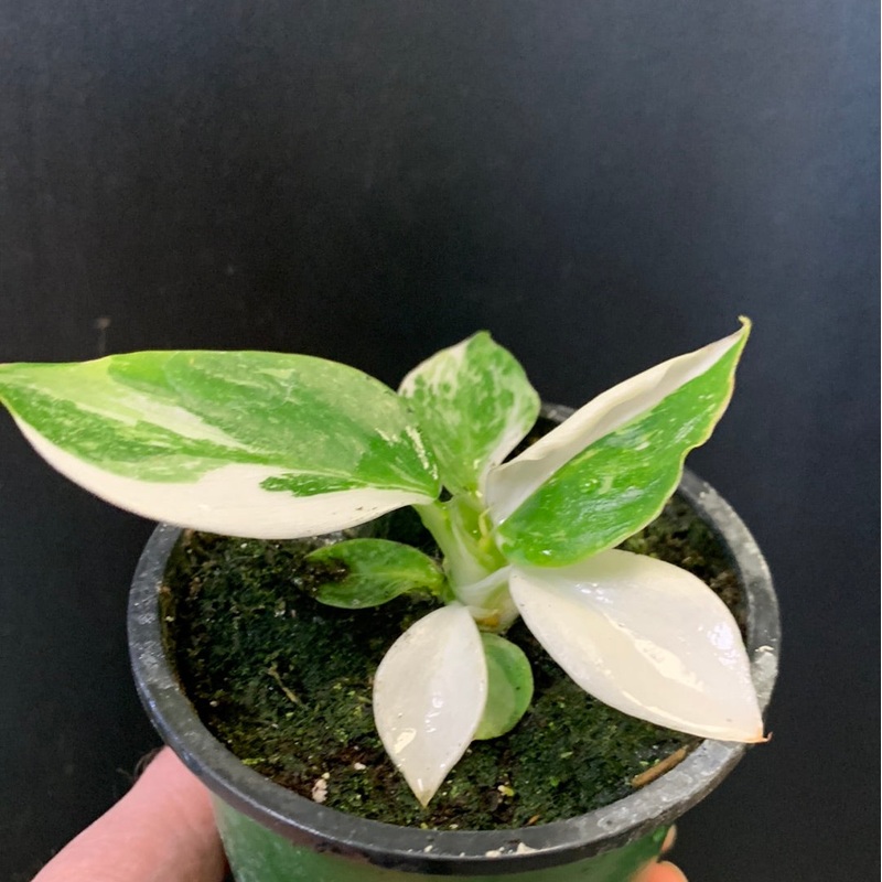 Philodendron White Wizard 4″ Pot