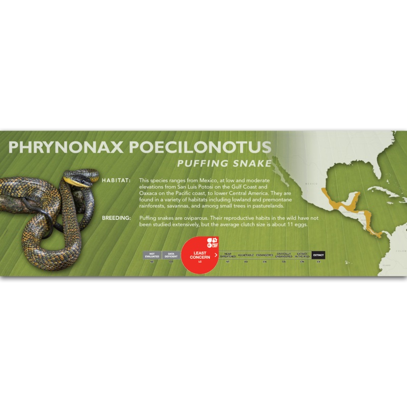 Puffing Snake (Phrynonax poecilonotus) Classic Vivarium Label