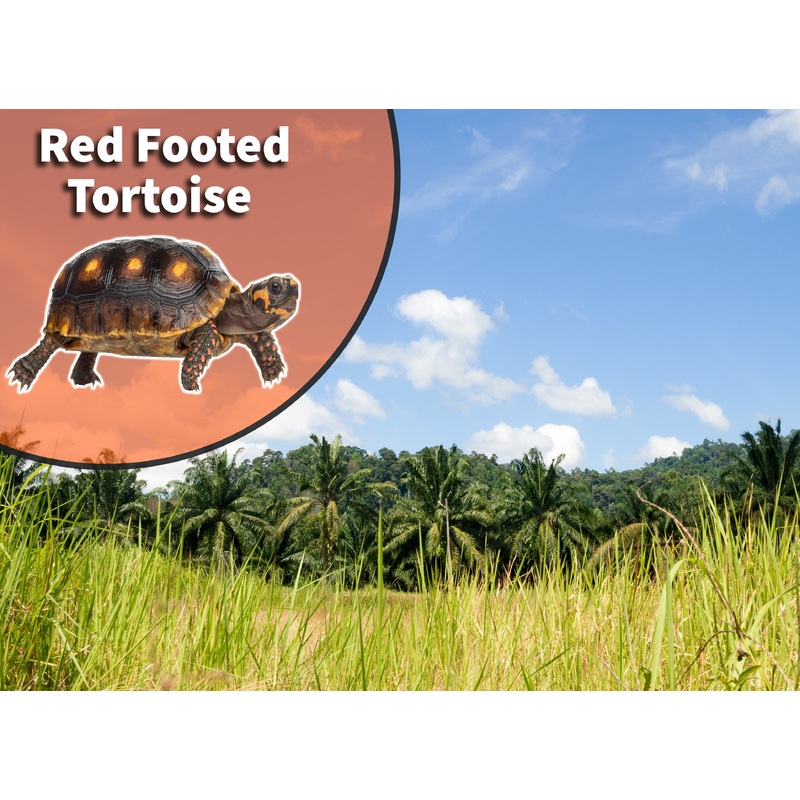 Red Foot Tortoise (Chelonoidis carbonaria) Bioactive Vivarium Kit 75 gallon