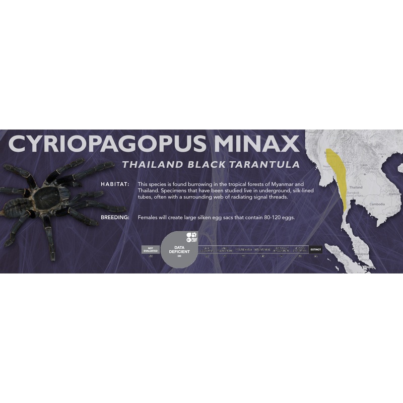 Thailand Black Tarantula (Cyriopagopus minax) – Classic Vivarium Label