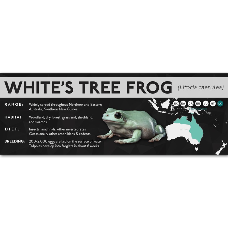 White’s Tree Frog (Litoria caerulea) – X Label Blue Laminated Paper