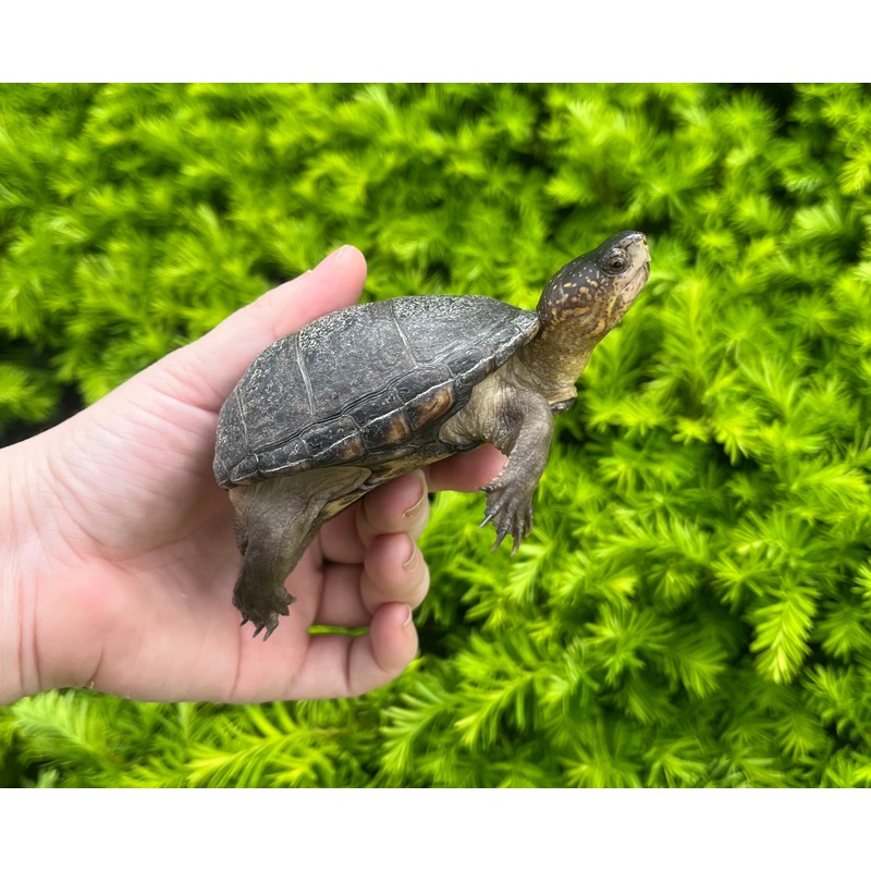 4 Mud Turtle