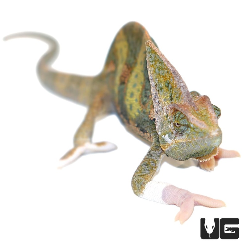 9 to 11 inch Translucent Veiled Chameleons For Sale