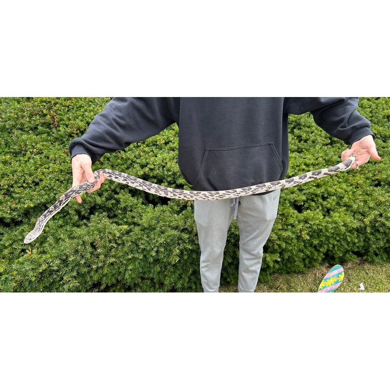 Adult Northern Pine Snake (Female)