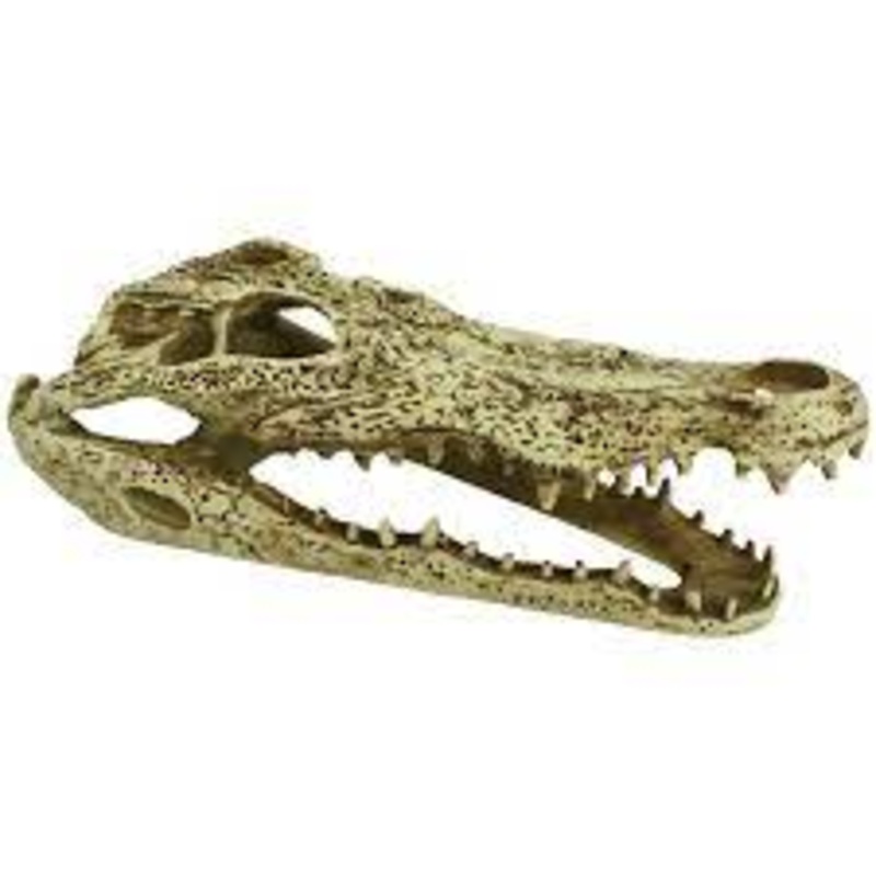 Alligator Skull