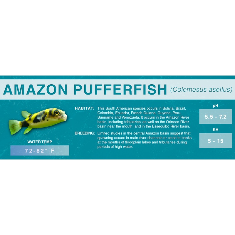 Amazon Pufferfish (Colomesus asellus) – Classic Aquarium Label Standard Size (7″x 2.5″)