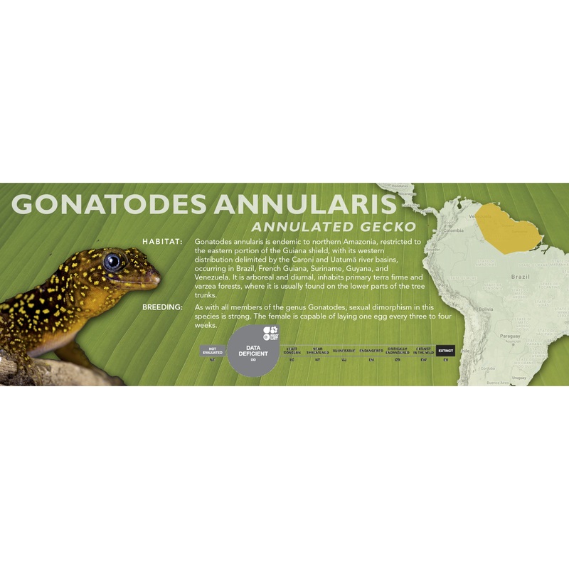 Annulated Gecko (Gonatodes annularis) Classic Vivarium Label
