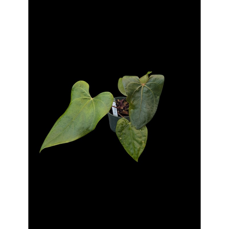 Anthurium Magnificent Gigi