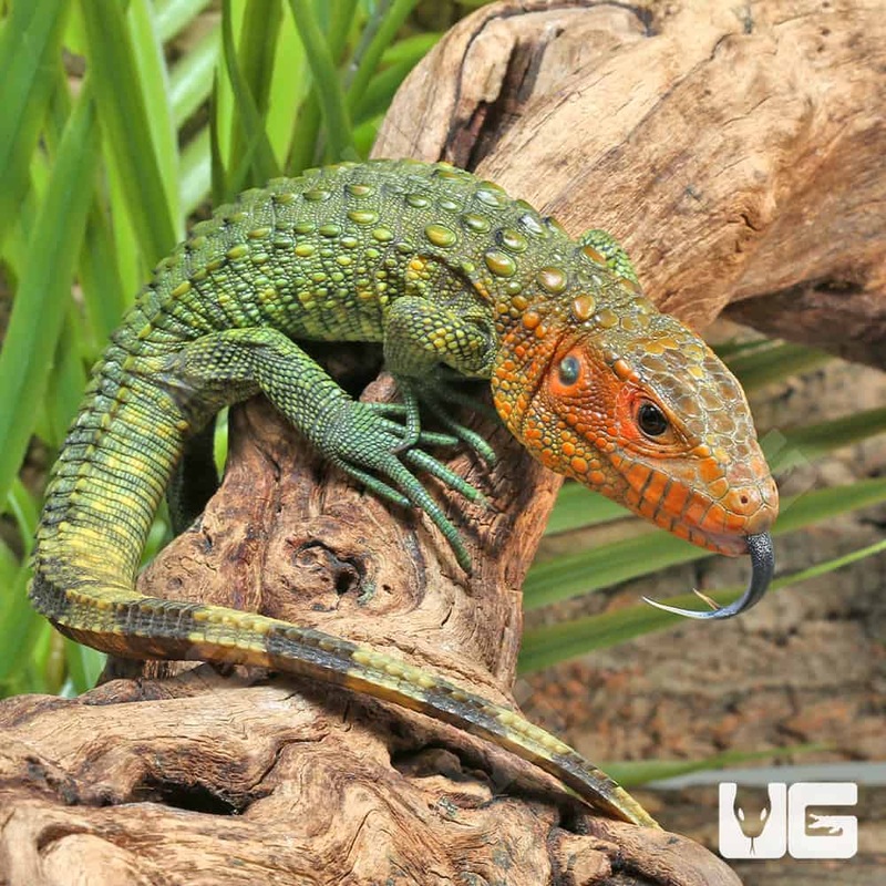 Baby Caiman Lizards For Sale