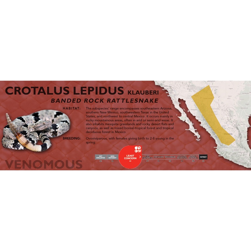 Banded Rock Rattlesnake (Crotalus lepidus klauberi) Classic Vivarium Label Original