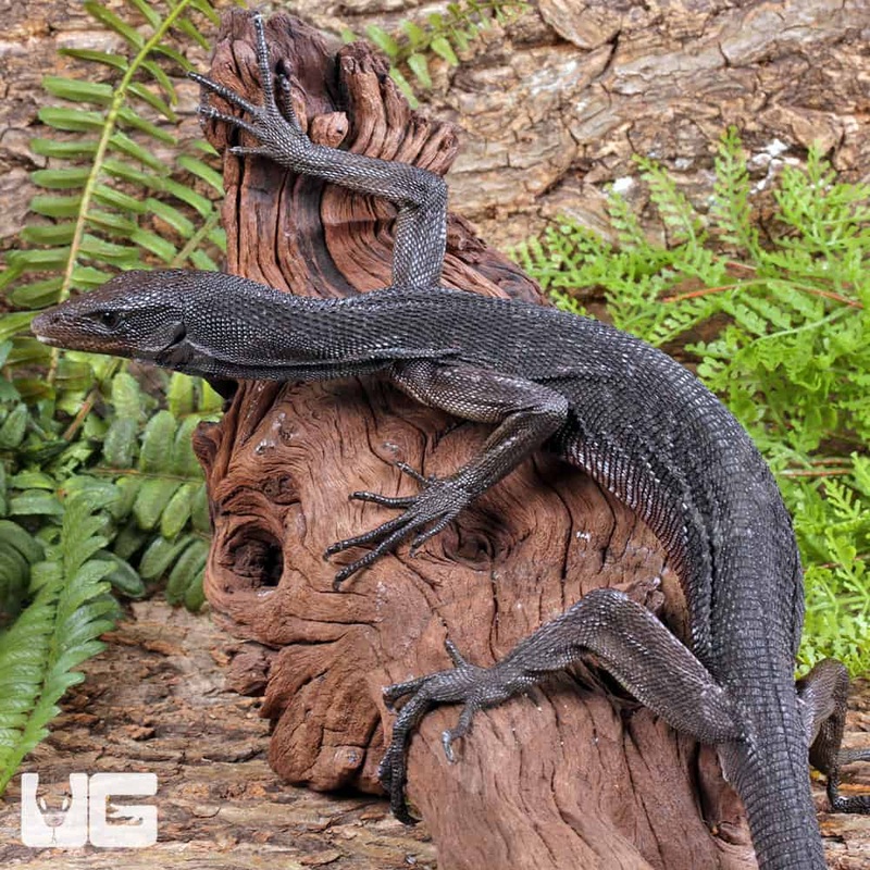 Black Tree Monitors For Sale