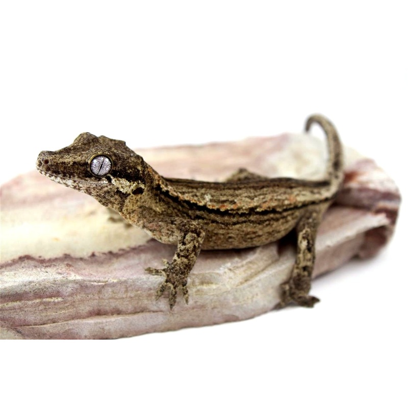 Bold Striped Gargoyle Gecko