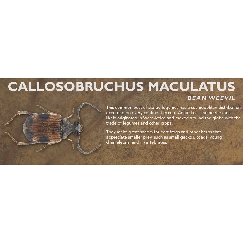 Callosobruchus maculatus (Bean Weevil / Bean Beetle) – Feeder Label Standard Size 7″ x 2.5″